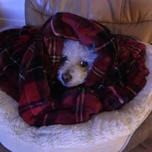 Meet your Posher, Diego